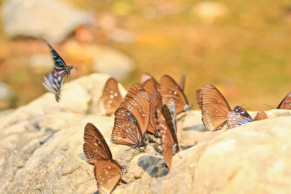 Colorful butterflies sitting on stone — Stock Photo, Image