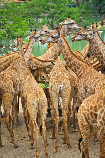 Girafas bonitos no zoológico . — Fotografia de Stock