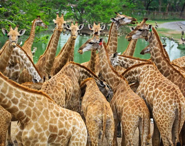 Cute Giraffes at the zoo.