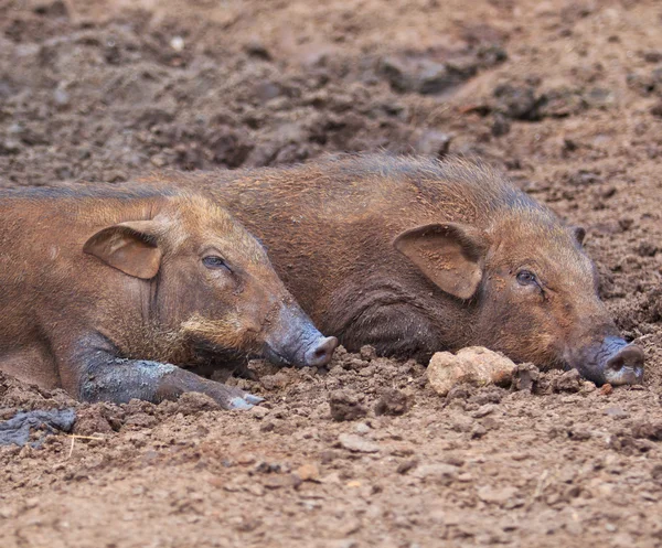 Wild boar family — Stock Photo, Image