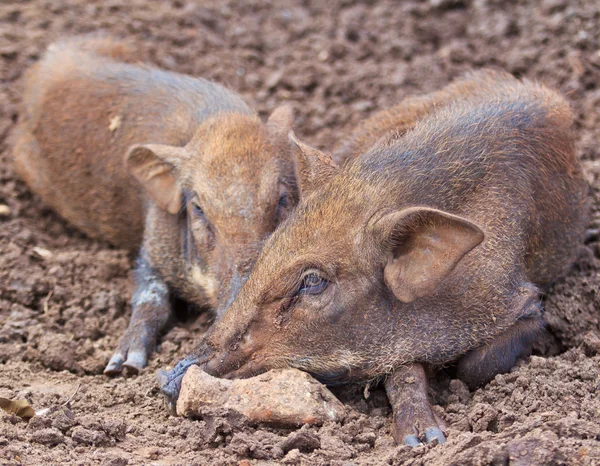 Wildschweinfamilie — Stockfoto