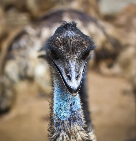 Emu ptak w zoo — Zdjęcie stockowe