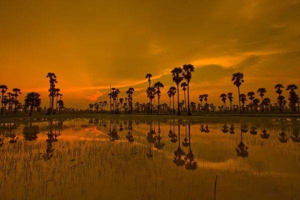 Sunset Paddy i thailand — Stockfoto