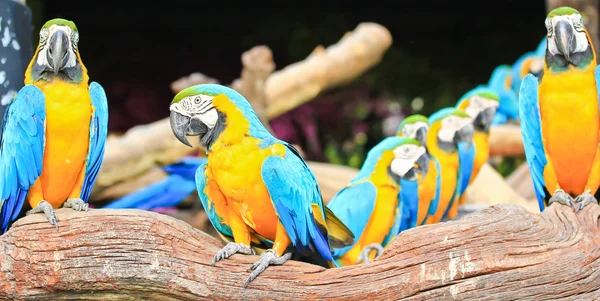 Perroquets aras colorés — Photo