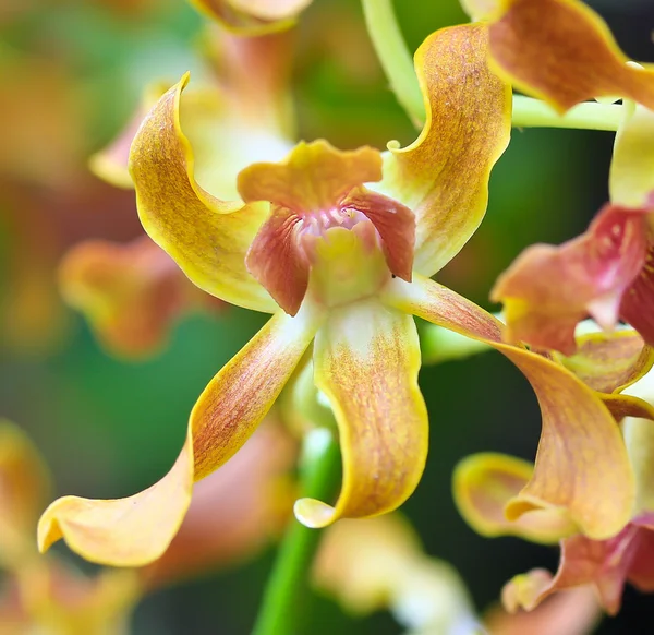 Orchideebloemen achtergrond — Stockfoto