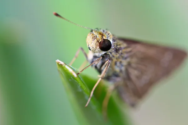 Borboleta sentado na folha verde — Fotografia de Stock