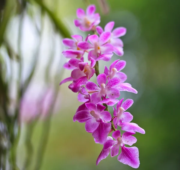 Orchid blommor bakgrund — Stockfoto