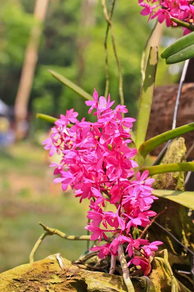Orchideebloemen achtergrond — Stockfoto