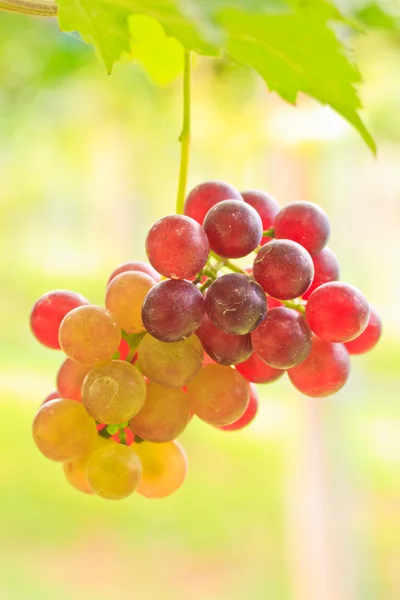 Uvas dulces maduras —  Fotos de Stock