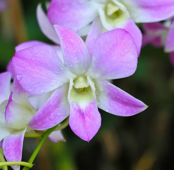 Orchideebloemen achtergrond — Stockfoto