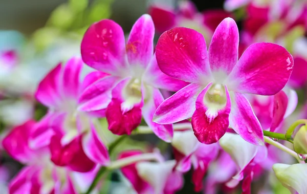 Orchid blommor bakgrund — Stockfoto