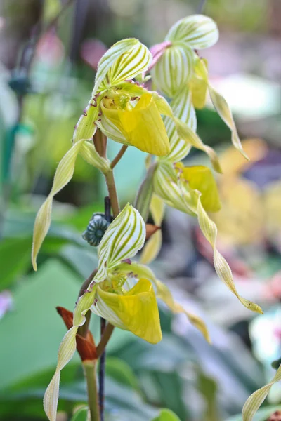 Sfondo dei fiori del Orchid — Foto Stock