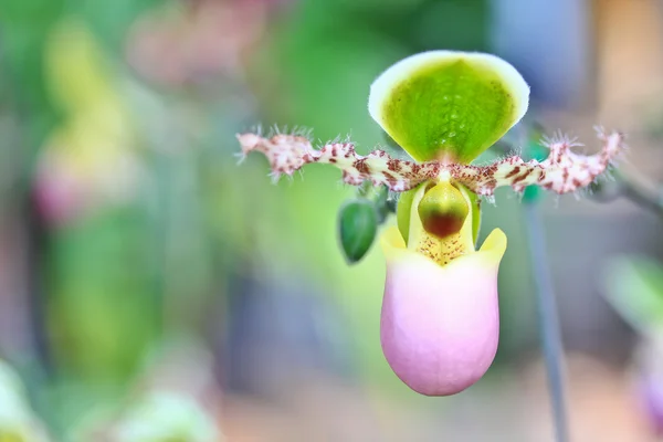 Orchideebloem achtergrond — Stockfoto