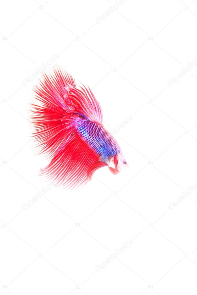 beautiful fighting fish