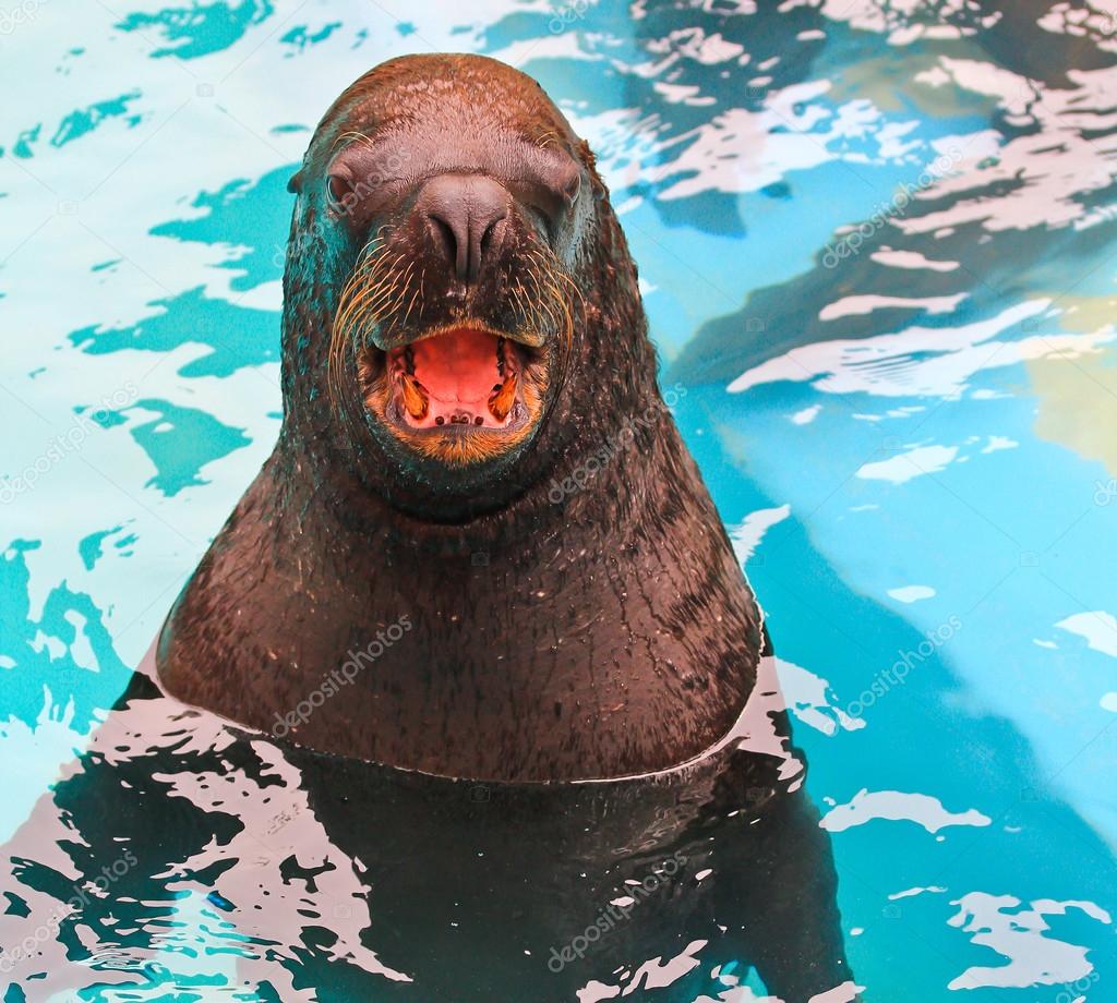 Harbor seal at zoo — Stock Photo © Deerphoto 124858288