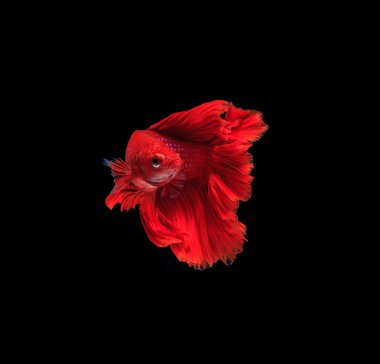 Güzel Siyam Balığı