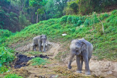 büyük Tayland filler