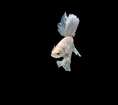 Güzel Siyam Balığı