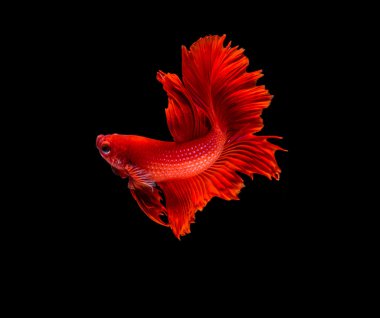 Güzel Siyam Balığı