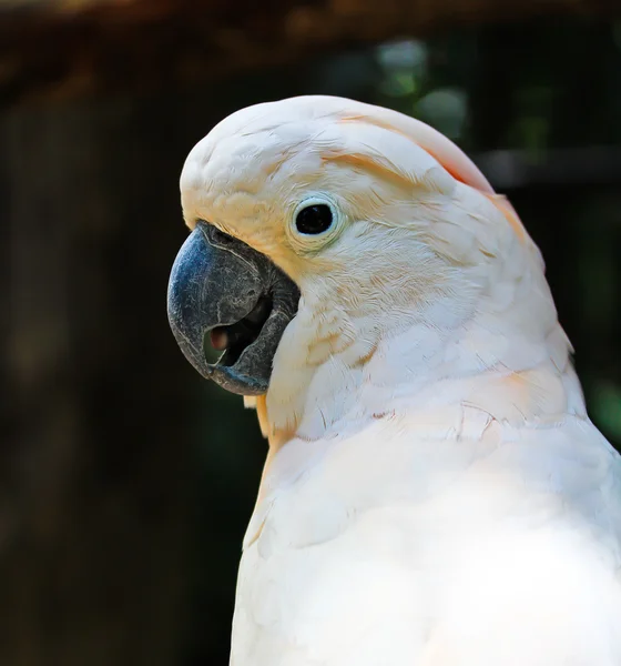 Papuga Kakadu biała — Zdjęcie stockowe