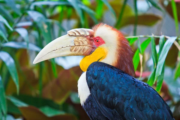 Farbenfroher großer Hornvogel — Stockfoto