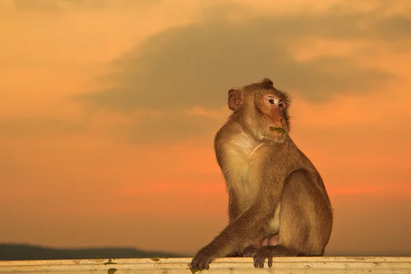 可爱的小猴子 — 图库照片