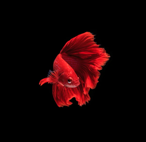 Beautiful fighting fish — Stock Photo, Image