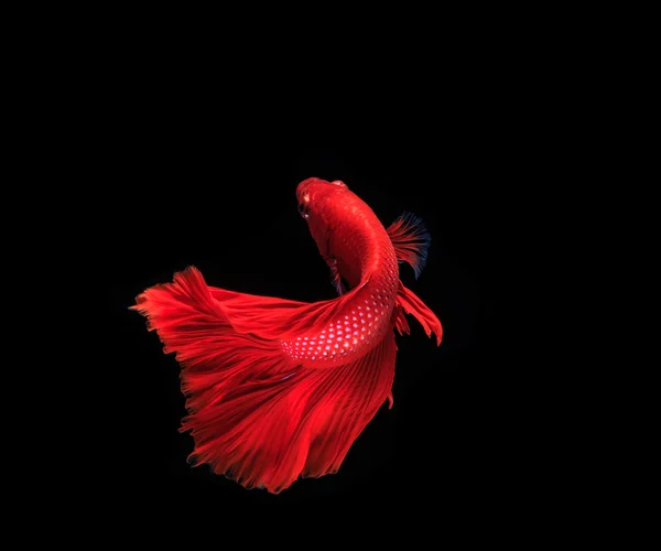 Hermoso pez de lucha — Foto de Stock