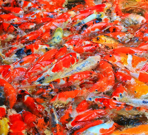 Peces koi en el agua —  Fotos de Stock