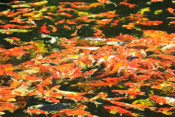 Koi ryby ve vodě — Stock fotografie