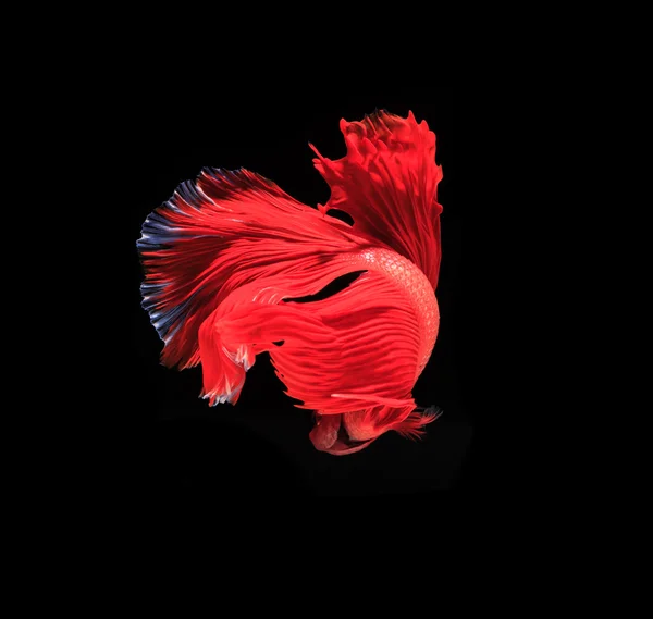 Gyönyörű harci hal — Stock Fotó