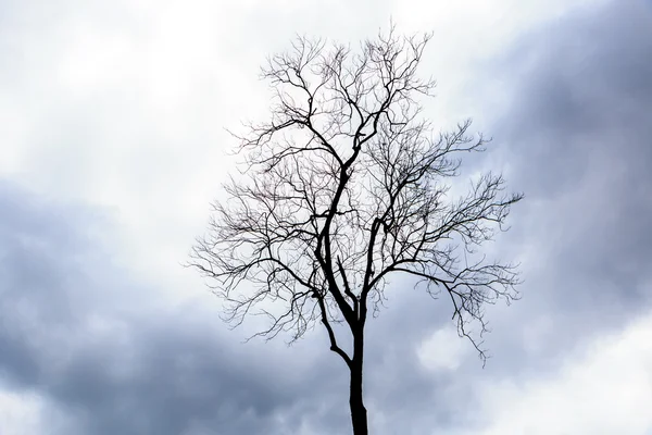 死んだ木の背景 — ストック写真