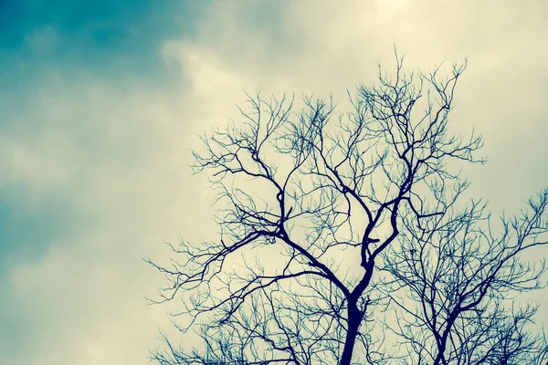 Dode bomen achtergrond — Stockfoto