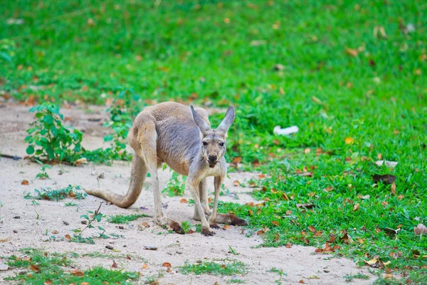 Kangourou et wallaby de bennet — Photo