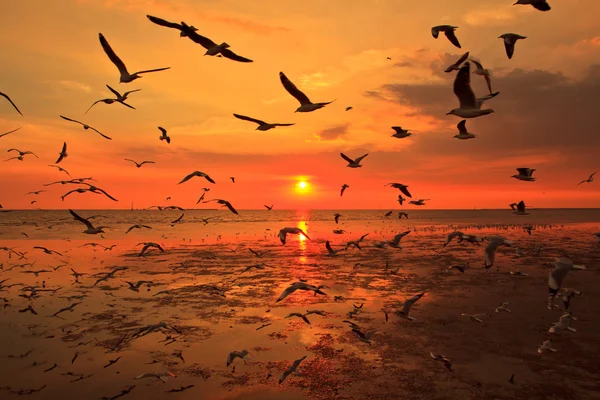 birçok uçan martı