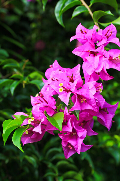 Beautiful Flowering bougainvillea
