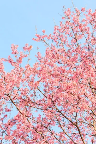 Sakura o fiori di ciliegio — Foto Stock