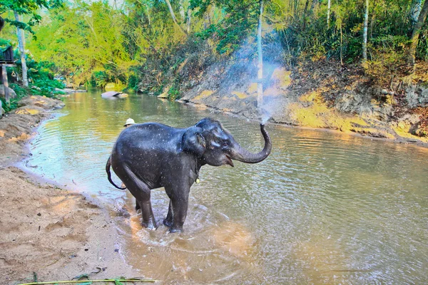 Elephant bathing show in Thailand — Stock Photo, Image