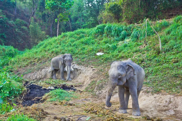 Big Thailand Elephants — стоковое фото