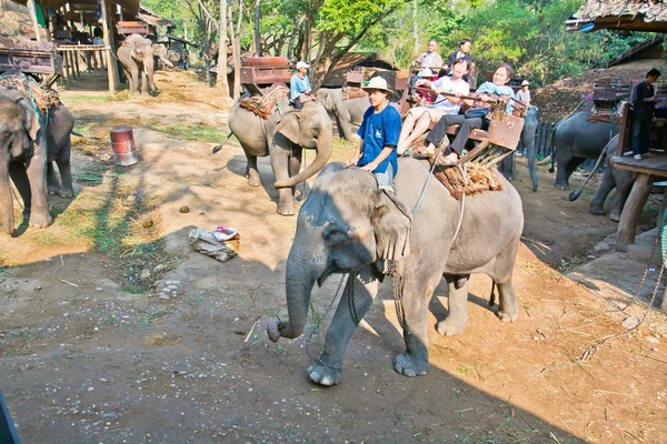 Thailänder warten auf Touristen für Elefantenritt — Stockfoto
