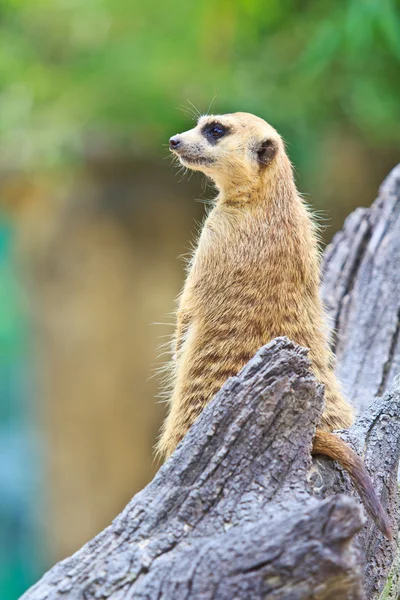 Niedliche wilde Erdmännchen — Stockfoto