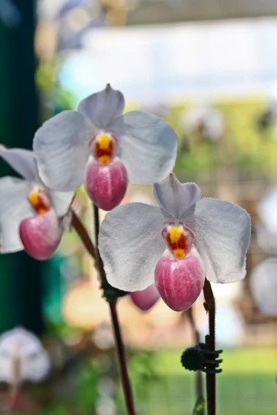 Kwiaty Orchid tło — Zdjęcie stockowe