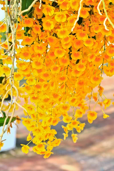 Orquídea flores fondo — Foto de Stock