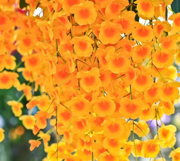 Orquídea flores fondo — Foto de Stock