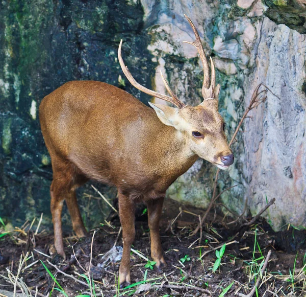 Dzikie jelenie ładny — Zdjęcie stockowe