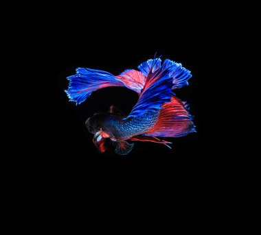 Güzel Siyam Balığı