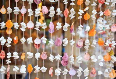 Deniz kabuğu arka plan 