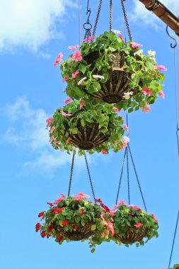 çeşitli bahçe çiçekleri