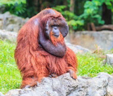 şirin büyük Orangutan