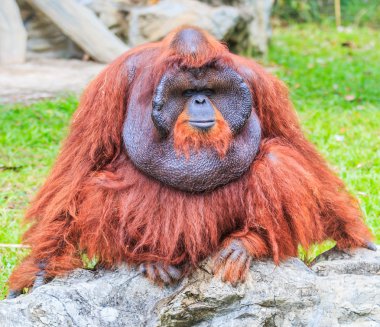 şirin büyük Orangutan